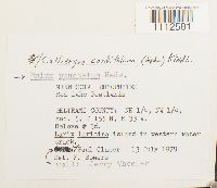 Calliergon cordifolium image