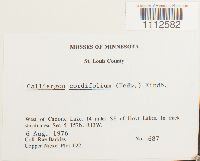 Calliergon cordifolium image