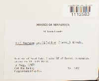 Calliergon cordifolium image