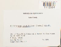 Calliergon cordifolium image