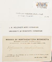 Calliergon cordifolium image