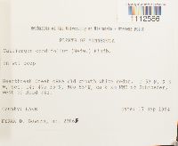 Calliergon cordifolium image