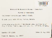 Calliergon cordifolium image