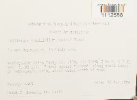 Calliergon cordifolium image