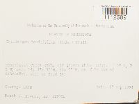 Calliergon cordifolium image