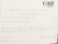 Calliergon cordifolium image