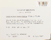 Calliergon cordifolium image