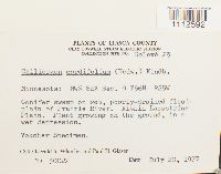 Calliergon cordifolium image