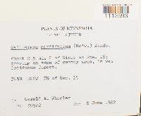 Calliergon cordifolium image