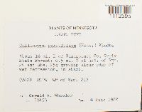 Calliergon cordifolium image