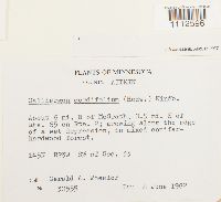 Calliergon cordifolium image