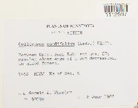 Calliergon cordifolium image