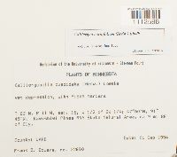 Calliergon cordifolium image