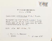 Calliergon cordifolium image