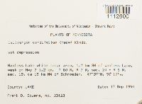 Calliergon cordifolium image