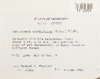 Calliergon cordifolium image