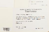 Calliergon cordifolium image