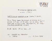 Calliergon cordifolium image