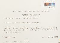 Calliergon cordifolium image