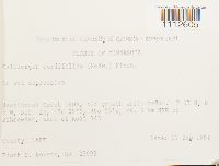 Calliergon cordifolium image