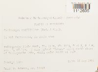 Calliergon cordifolium image