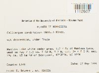 Calliergon cordifolium image