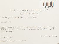 Calliergon cordifolium image