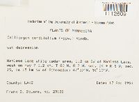 Calliergon cordifolium image