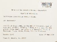 Calliergon cordifolium image