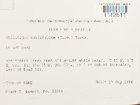 Calliergon cordifolium image