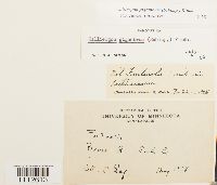 Calliergon giganteum image