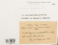 Calliergon giganteum image