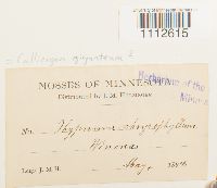 Calliergon giganteum image