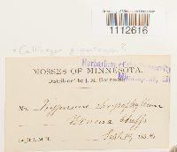 Calliergon giganteum image