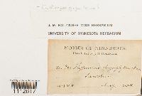 Calliergon giganteum image