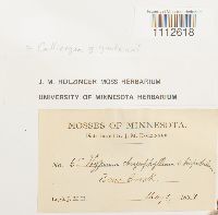 Calliergon giganteum image