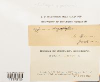 Calliergon giganteum image