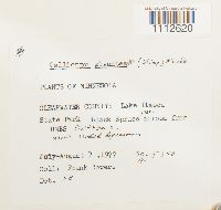 Calliergon giganteum image