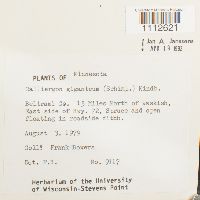 Calliergon giganteum image