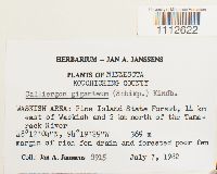 Calliergon giganteum image