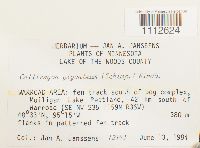 Calliergon giganteum image