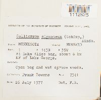 Calliergon giganteum image