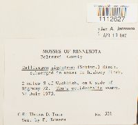 Calliergon giganteum image