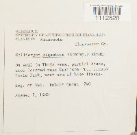 Calliergon giganteum image