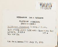 Calliergon giganteum image