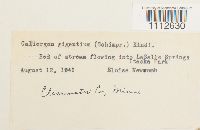 Calliergon giganteum image