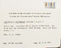 Calliergon giganteum image