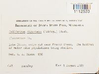 Calliergon giganteum image