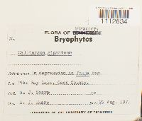 Calliergon giganteum image