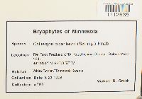 Calliergon giganteum image
